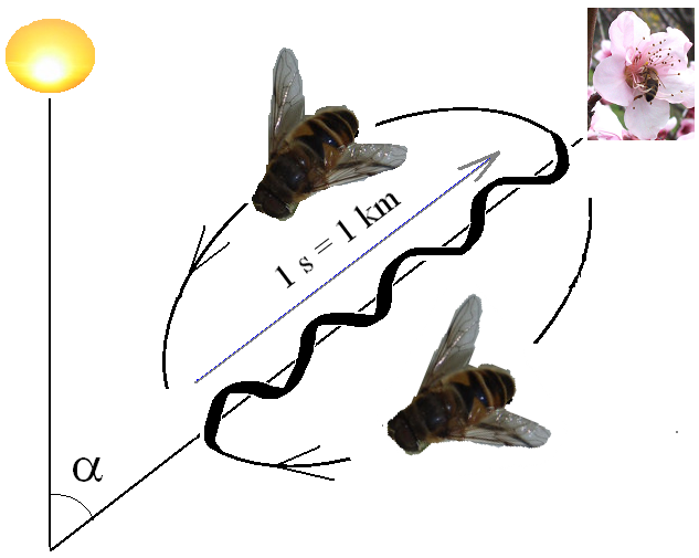Waggle Dance